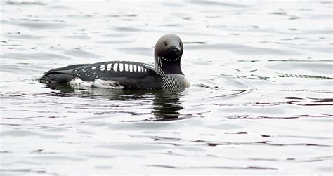 Arctic loon | BirdForum