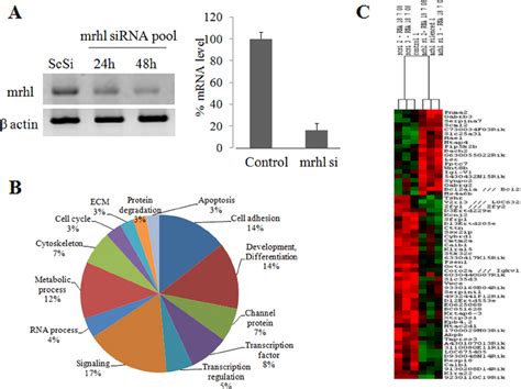 Mrhl RNA Downregulation And Global Gene Expression Profiling In Mouse