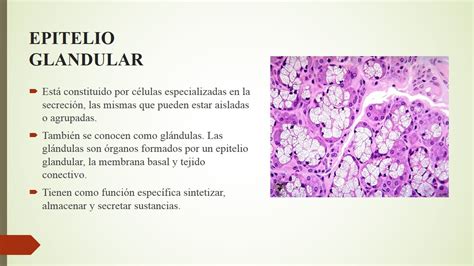 Histologia Y Embriologia Tejido Epitelial Contenido Hot Sex Picture