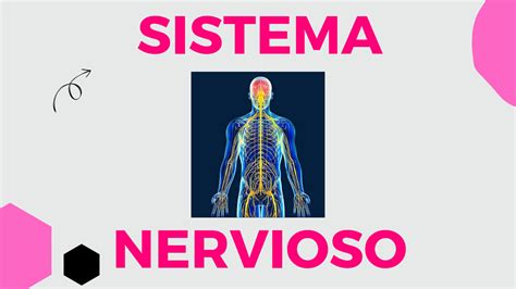 Solution Neurociencias Tema Sistema Nervioso Studypool