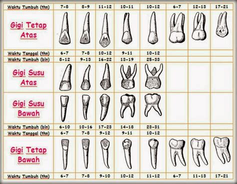 Masa Dari Pertumbuhan Gigi Manusia