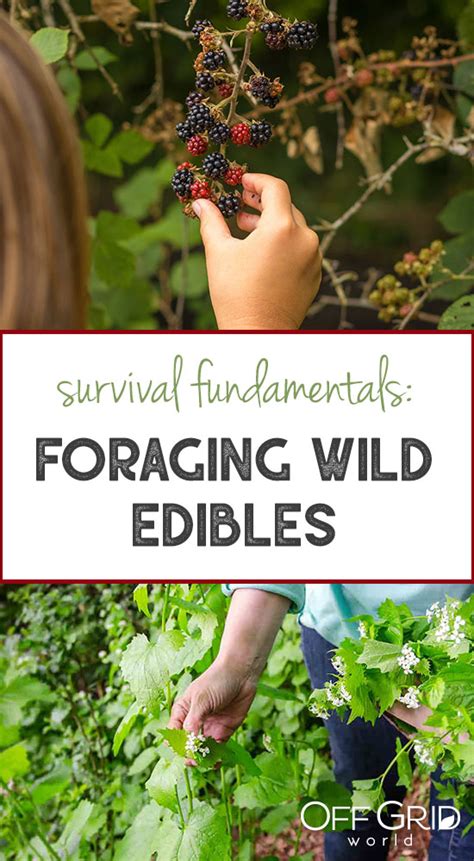 Survival Fundamentals Foraging Safe Wild Edibles Off Grid World