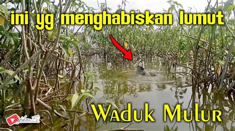 Mancing Disini Harus Extra Waspada Waduk Mulur Sukoharjo Mancing