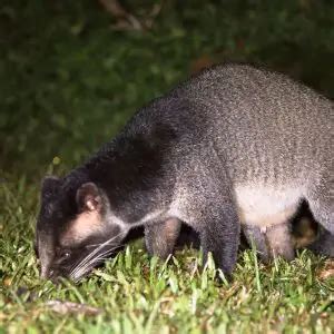 Masked Palm Civet - Facts, Diet, Habitat & Pictures on Animalia.bio