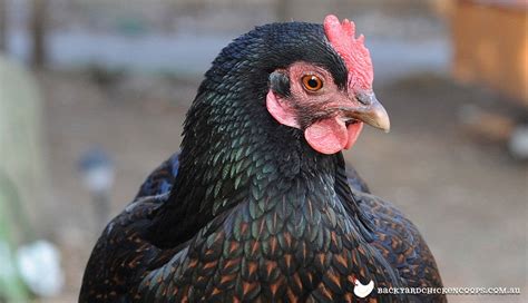 The 5 Most Beautiful Chicken Breeds