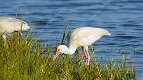 White Ibis Feeding Stock Video Clip K007 5888 Science Photo Library