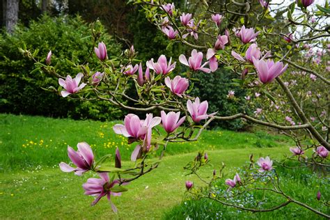 Magnolie schneiden - Wann ist der beste Zeitpunkt dafür?