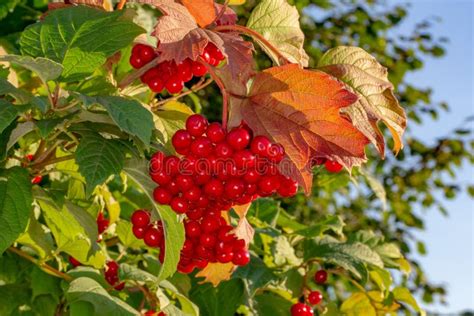 Manojos Rojos Brillantes De Bayas Del Viburnum Imagen De Archivo