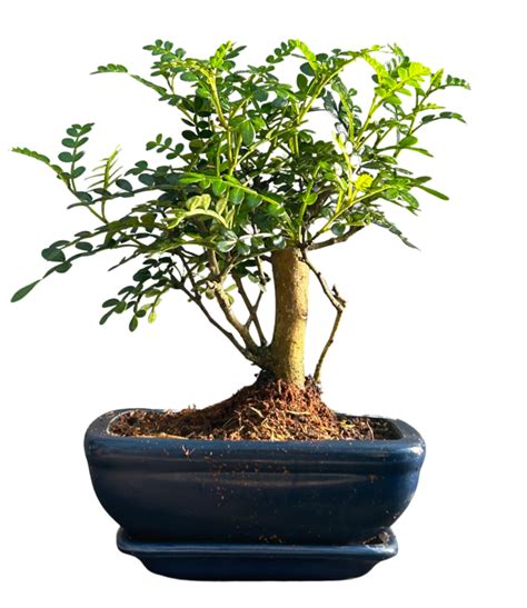 Broom Chinese Pepper Tree Cm Zanthoxylum Pipertum Bonsai U