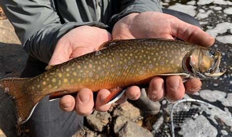 Lake Superior Tributary Brook Trout From Last Year Their Colors In