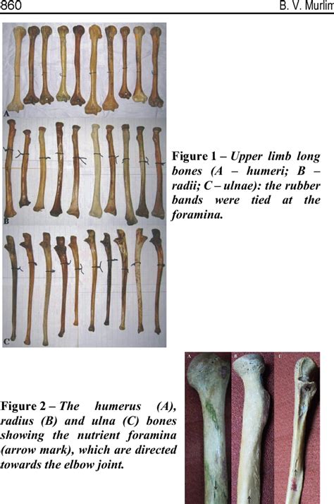 Figure 2 From Morphological And Topographical Anatomy Of Nutrient