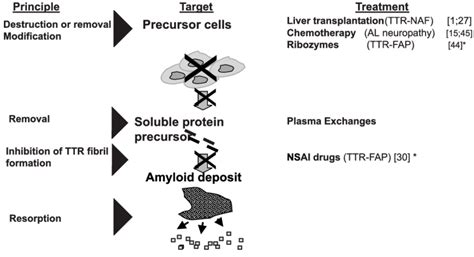 Amyloid neuropathy: specific therapeutic strategies. | Download ...