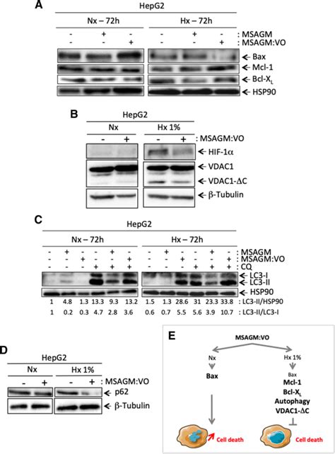 Hypoxia Protects Against The Cell Death Triggered By Oxovanadium