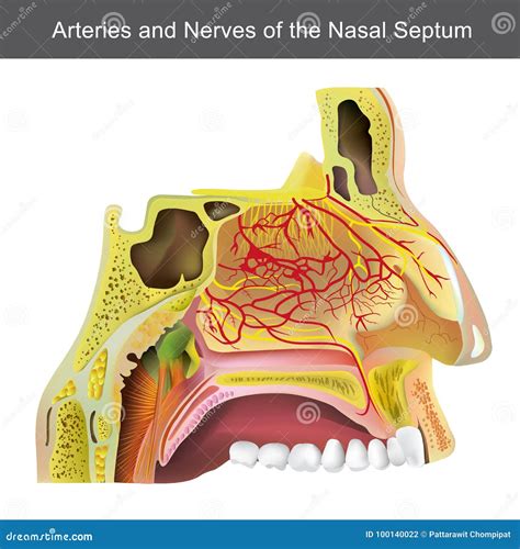 Nasal Cavity Structure Vector Illustration 129648466