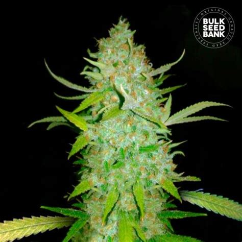 Auto AK Bulk Seed Bank Cannalogia Autoflower Semena