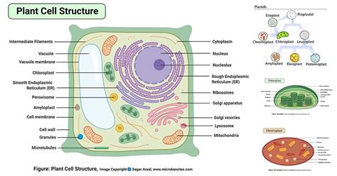 Labeled Diagram Of A Plant Cell And Its Function Get To The