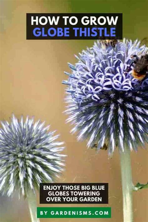 How To Grow Globe Thistle Beginner S Guide Gardenisms