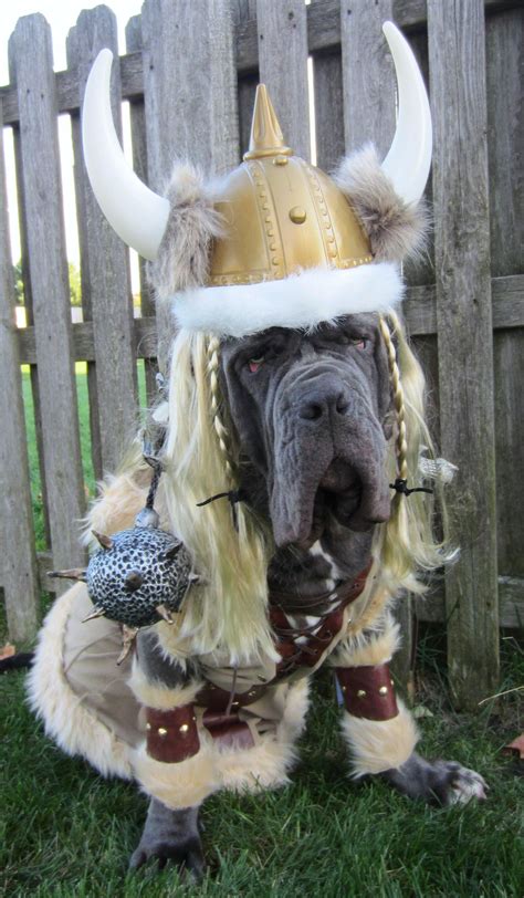 Viking Dog Toy at Tammy Pough blog