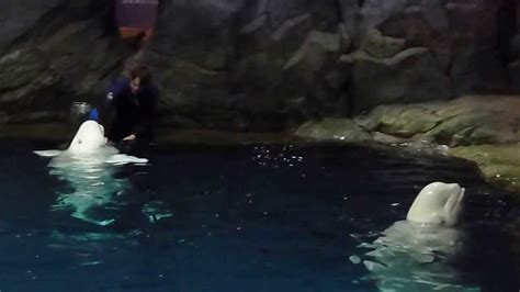 Beluga Whales At The Shedd Chicago Youtube