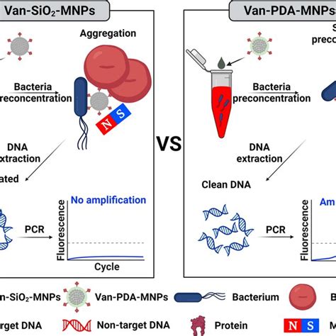 Schematics Illustrating Bacterial Preconcentration Without Non Specific