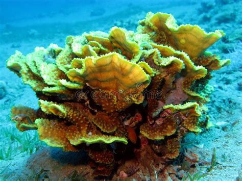 Pescados Macros Del Gobio Dentro De Una Esponja Con El Detalle Foto De