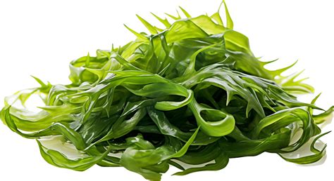 Seaweed Png With Ai Generated 26772096 Png