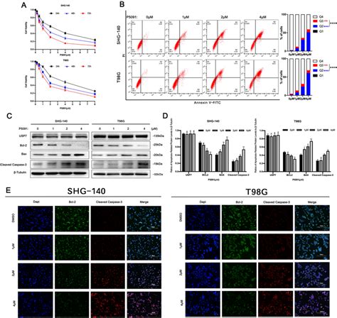 P5091 Induces Apoptosis In Gbm Cells A Shg 140 And T98g Cells Were