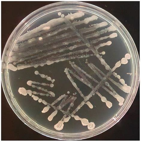 Microorganisms Free Full Text Biological Characterization And Whole