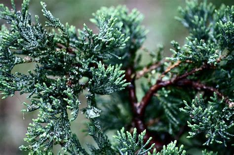 Taylor Juniper Tree Care Guide | Plantly