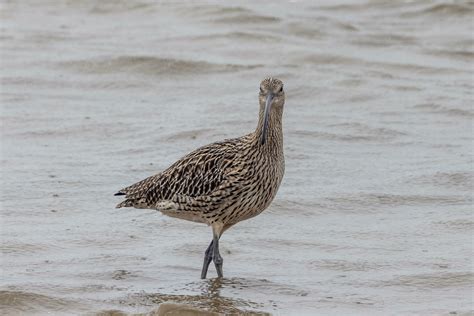 Eastern Curlew in Australia 24736849 Stock Photo at Vecteezy