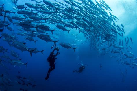 New Ocean Species Discovered In New Zealand Ocean Census