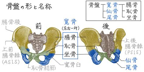 骨盤の構造を理解すると、描ける人体イラストの幅が広がるよ