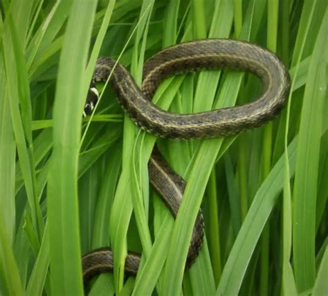 Grass Snake - Facts, Diet, Habitat & Pictures on Animalia.bio