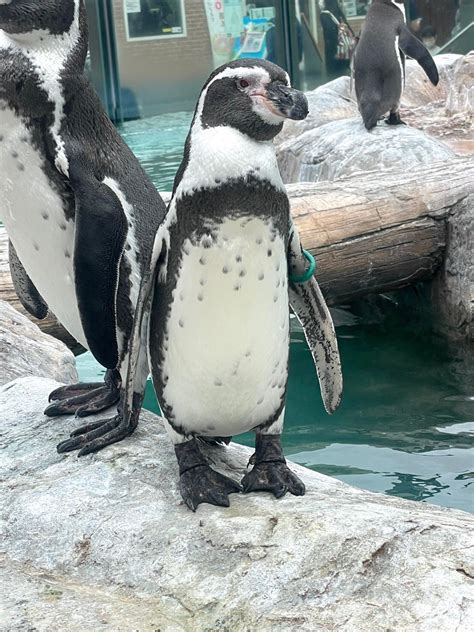 東武動物公園【公式】リュウくん On Twitter 【本日のお誕生日さん】 528 フンボルトペンギン ミドリちゃん♀ 26歳のお