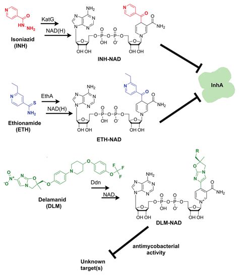 Formation Of Nicotinamide Adenine Dinucleotide Nad Chemical Adducts Download Scientific