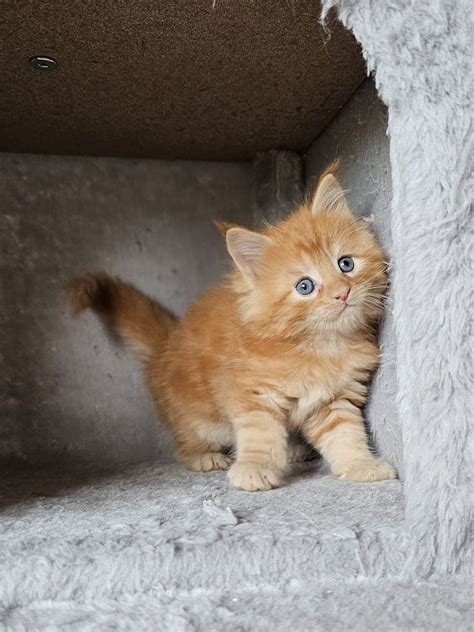 Zauberhafte Maine Coon Kitten Mit Stammbaum In Tabby Tortie Torbi