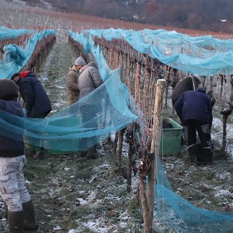 Eiswein Lese In Bislang Zehn Deutschen Anbaugebieten Wein Plus Wein