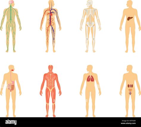 Male Skeleton Internal Organs On Stock Vector Images Alamy