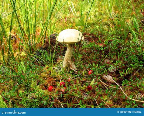 Hermosas Setas Blancas Cultivadas En El Bosque Lituania Foto De