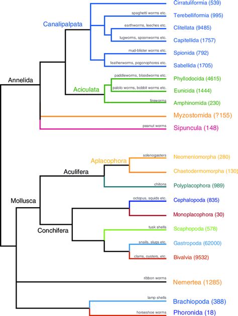 Combined Phylogeny Of Mollusca And Annelida The Mollusca Tree Is Drawn