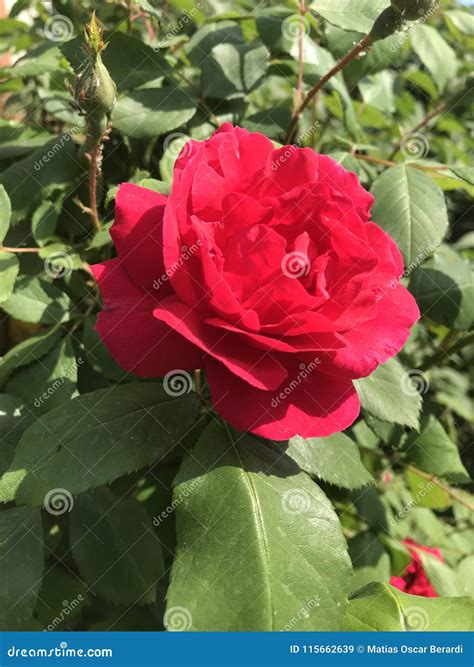 Garden Roses is Spring Flowers Stock Image - Image of garden, spring