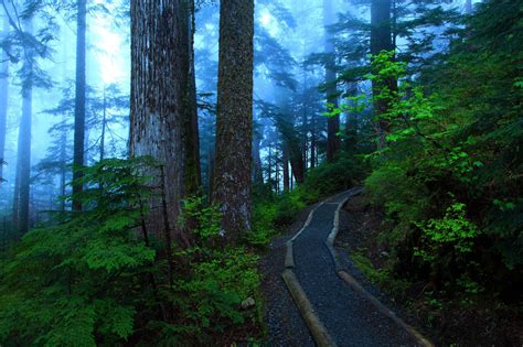 Forests Trail Trunk Tree Fog Hd Wallpaper Rare Gallery