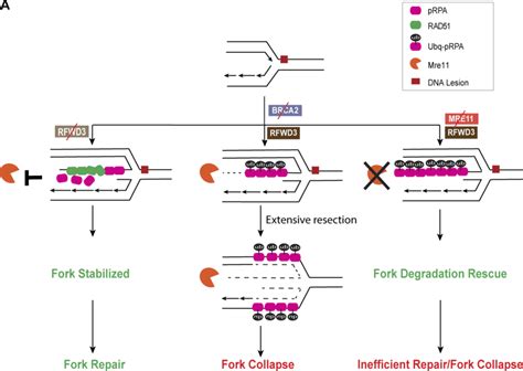 Rfwd Is A Novel Modulator Of Stalled Fork Stability In Brca Deficient