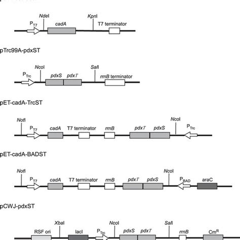 Schematic Diagrams Of The Expression Plasmids Used In This Study