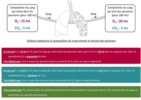 Echanges Gaz Poumons Sang S V T Diderot