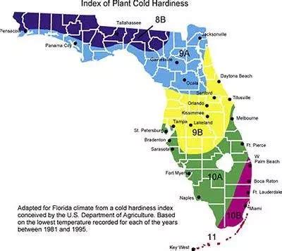 Zone 10B Planting Guide: Tips For Successful Gardening In South Florida ...