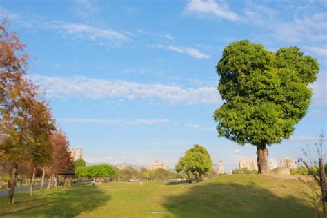 台中北屯｜南興公園．米奇樹ig打卡新亮點！北屯萬坪公園，浪漫落羽松大道 飛天璇的口袋