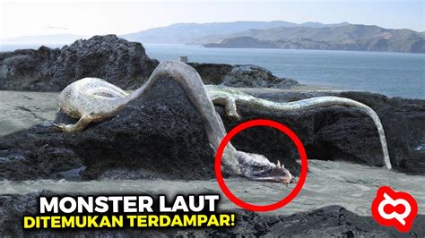 SUBHANALLAH Penemuan Makhluk Misterius Laut Dalam Terdampar Di Pantai