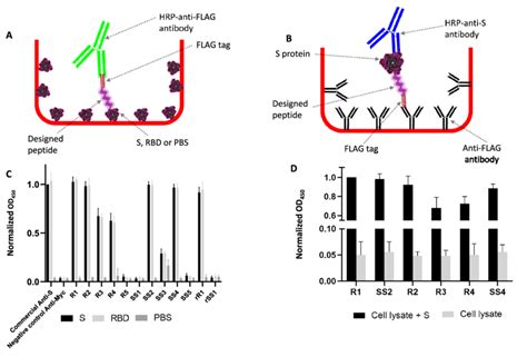 Elisa Like Assays To Evaluate The Binding Of The Designed Peptides To Download Scientific