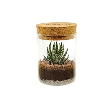 Terrarium Kaki Con Pianta Grassa Vera Kaktarium Haworthia Vaso In